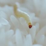 What is White Worm Dreams Meaning