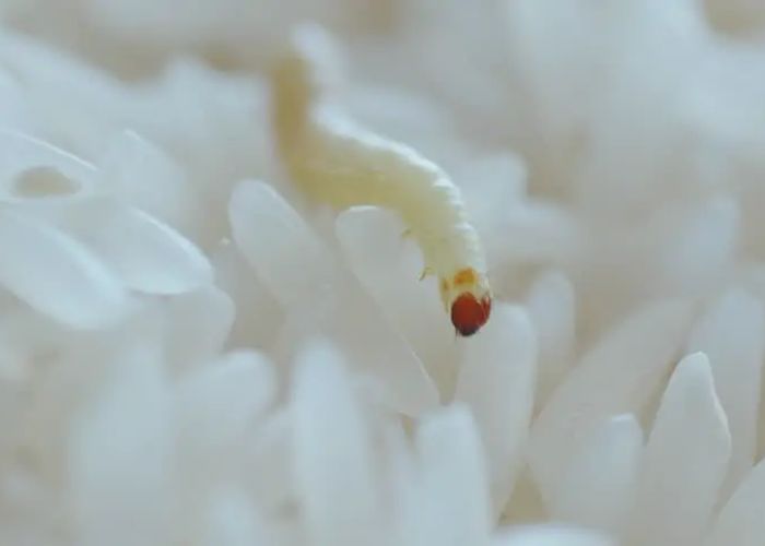 What is White Worm Dreams Meaning