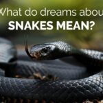 Meaning Behind Snakes in Dreams