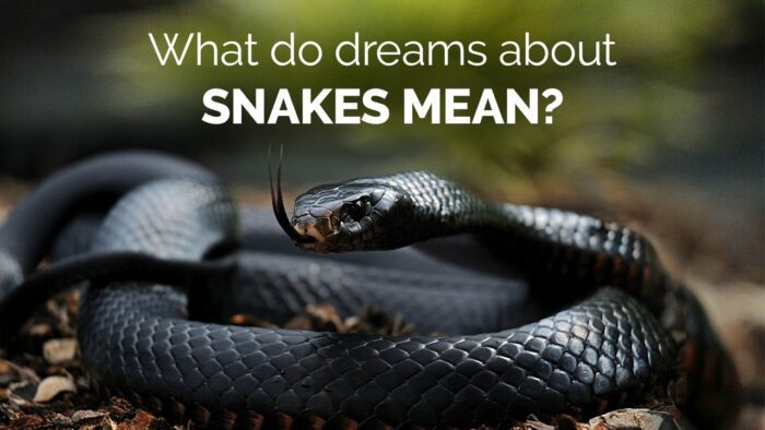 Meaning Behind Snakes in Dreams